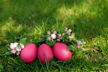 Three pink-colored easter eggs lie in the grass on the lawn, decorated with a bunch of flowering apple branches. Glare on the grass from the rays of the sun