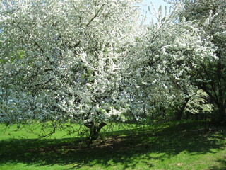 Spring in New England Collection