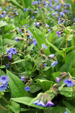 Vertical image of 'Blue Ensign' lungwort (Pulmonaria 'Blue Ensign') in flower