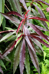 Vertical closeup of the dark foliage of 'Bonfire' patio peach (Prunus persica 'Bonfire'), also...
