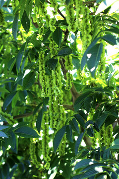 The long flower catkins of Japanese wingnut (Pterocarya rhoifolia)