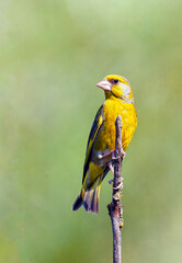 The European greenfinch or simply the greenfinch (Chloris chloris) is a small passerine bird in the finch family Fringillidae.