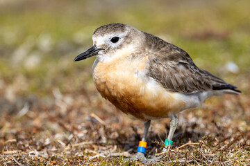 New Zealand or Red-breasted Dotterel