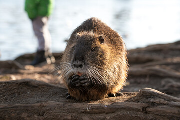 Nutria, with river city habitat near Charles bridge, Vltava, Prague, Czech Republic