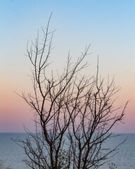 Obraz premium tree against the evening sky
