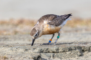 New Zealand or Red-breasted Dotterel