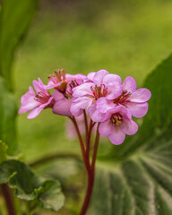 violet colored "heart-leaved bergenia"  flowers closeup in the meadows, blurred green background
