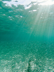 Sardines under the turquoise water in Baja california