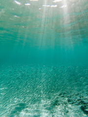 Sardines under the turquoise water in Baja california