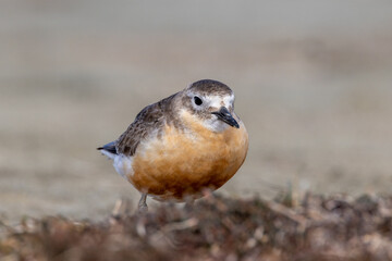 New Zealand or Red-breasted Dotterel