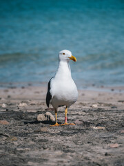 Fototapeta premium Seagull on the beach