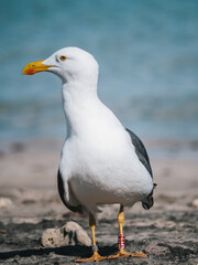Naklejka premium Seagull on the beach