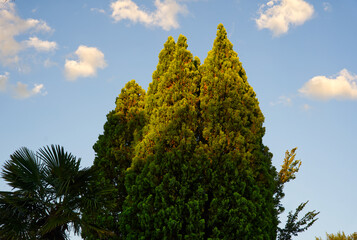 Beautiful trees during a summer sunset. 
