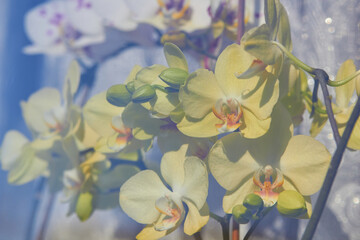 orchids behind glass,yellow orchid flower in the sun behind the glass