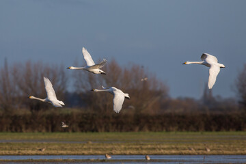 Bewick Swans Flock in flight 