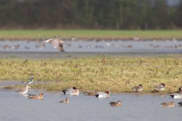 Wetland Wildlife, Background Birds Migration season.