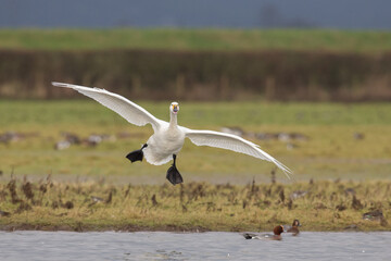 Bewick Swan coming into land.