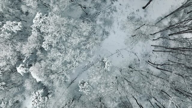 Aerial view on top the wintering leaf of that tree covered with snow. Panorama background. The winter fox stitch is the trace of wild creatures that live in the winter fox.