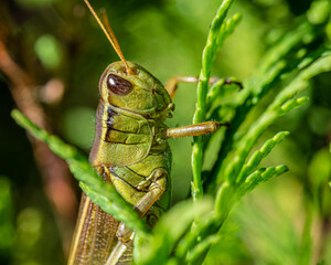 Close-up of Green Grasshopper Clinging to Green Plant 