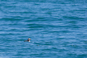 Atlantic Puffin on open water, background texture.