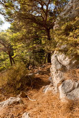 Obraz premium big stones in the summer forest