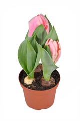 Pink 'Tulipa Sugar Love' tulip in flower pot on white background