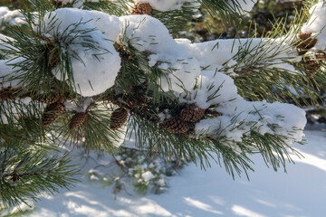 pine branch with snow