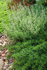 Vertical image of creeping winter savory (Satureja montana prostrata) in front of variegated lemon thyme in a garden setting