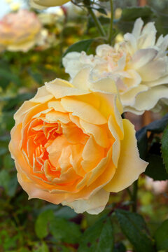 Vertical image of the peachy orange flower of the English shrub rose 'Abraham Darby', bred by David Austin