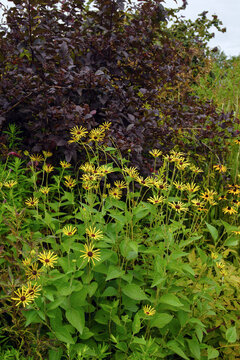 Deciduous shrub Diabolo ninebark (Physocarpus opulifolius 'Monlo')  perennial 'Henry Eilers' sweet coneflower (Helianthus subtomentosa)