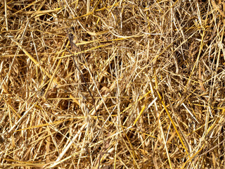 Close-up of the collected yellow hay. Texture, background. Animal feed