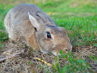 close-up of a beautiful cute rabbit lying on the green grass in summer. the rabbit pressed his ears back. Blurred background, side view, pet