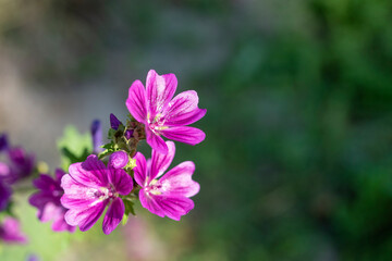 Fototapeta premium Close-up of Cranesbill Geranium flower in summer in the garden during the day. Ornamental plants for the decoration of the territory. blurred background, copy space