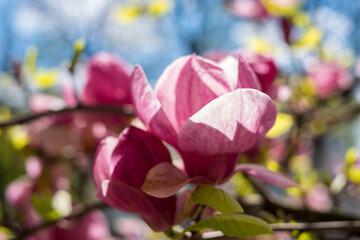 Obraz premium Blooming branch of magnolia tree in spring time