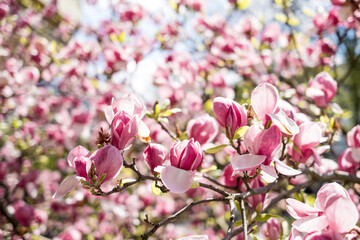 Fototapeta na wymiar Blooming branch of magnolia tree in spring time