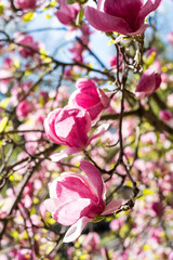 Blooming branch of magnolia tree in spring time, close up