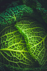 Savoy cabbage on a black background, close up, vertical