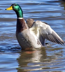 Ducks on the water