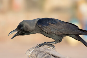 A crow is screaming on a branch. Close-up portrait of a raven.