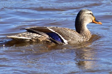 Ducks on the water