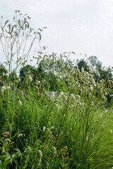 Vertical image of white-flowered Japanese burnet (Sanguisorba tenuifolia var. alba or Sanguisorba tenuifolia 'Alba') in bloom in a garden setting