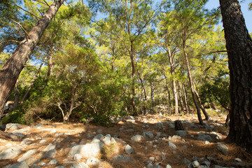 summer forest in rocky area