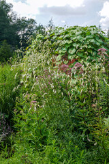 Fototapeta premium Vertical image of white-flowered Japanese burnet (Sanguisorba tenuifolia 'Alba' or Sanguisorba tenuifolia var. alba) in bloom in a garden setting