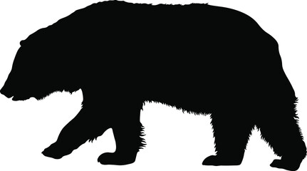 Walking bear silhouette – black vector animal ¥