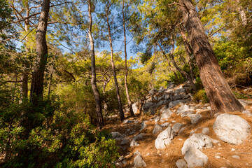 summer forest in rocky area
