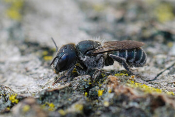 Coseup of a dark female blue mason bee, Osmia caerulescens sitting on a piece of wood