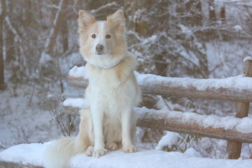 Winter hike with a dog - border collie. Taking a rest on a frozen bench.