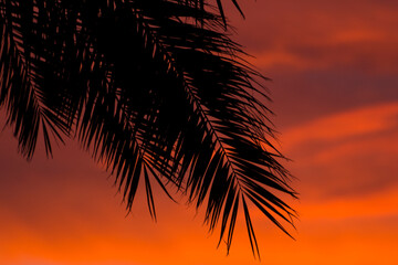 Silhouette of tropical palm tree leaves on sunset or sunrise. The concept of traveling on vacation to a tropical country. Defocused photo and blur.