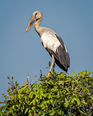 Large Mekong bird