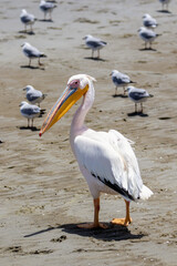 Great White Pelican, Walvis Bay, Namibia